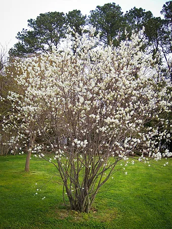 Serviceberry