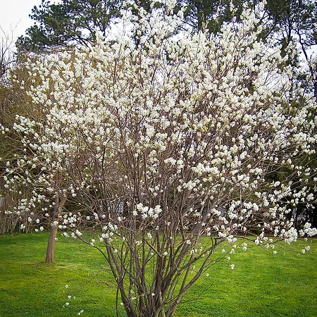 Other Shrubs & Hedges