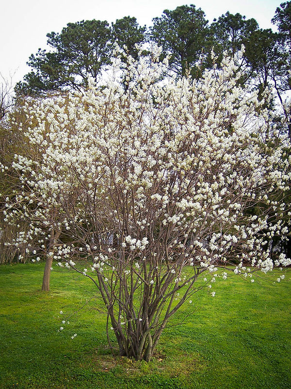 Serviceberry