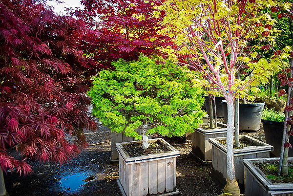Young Sharp's Pygmy Japanese Maple