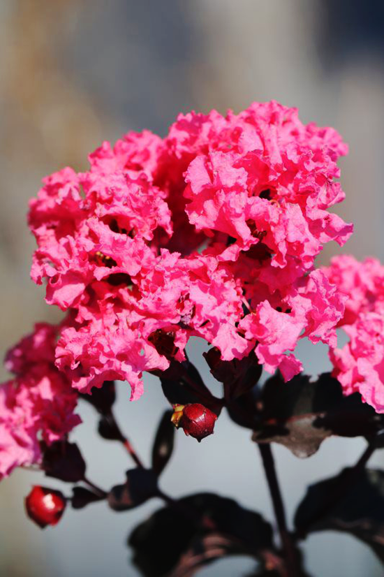 Shell Pink Black Diamond Crape Myrtles For Sale The Tree Center