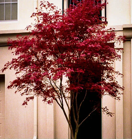 Sherwood Flame japanese Maple Tree