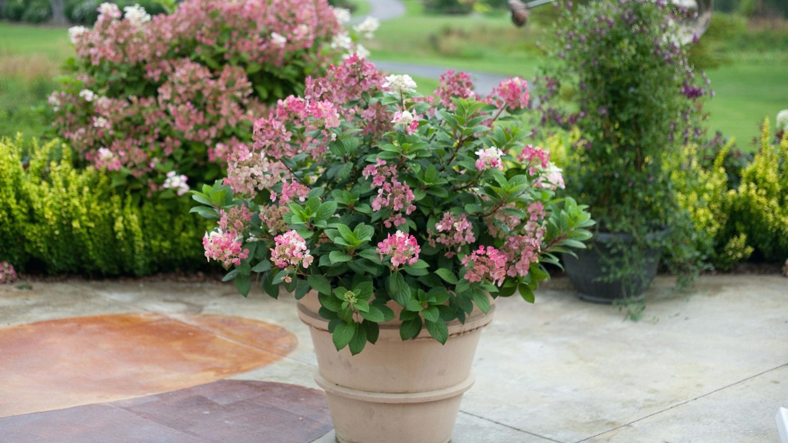 Will My Potted Shrubs Survive Winter? The Tree Center™