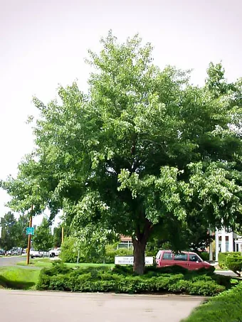 Silver Maple Tree