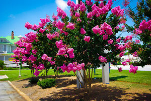 Sioux Crape Myrtle