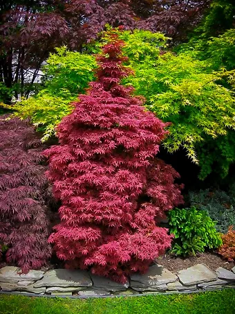 Skeeter's Broom Japanese Maple