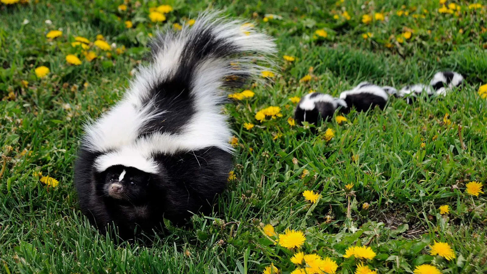 Get Rid Of Skunks