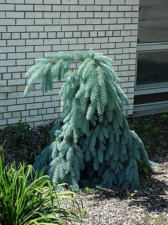 Slenderina Weeping Colorado Spruce