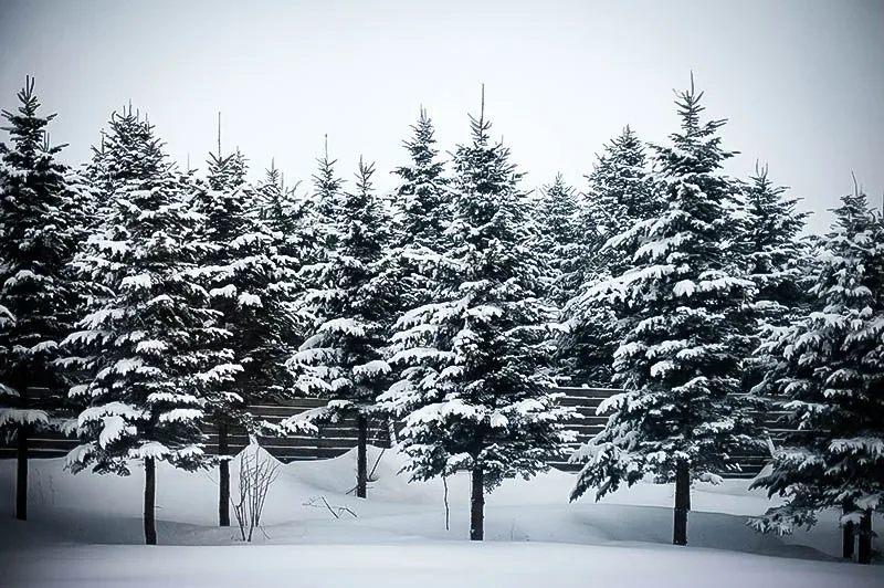 Snow On Trees