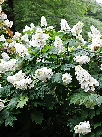 Snow Queen Oakleaf Hydrangea