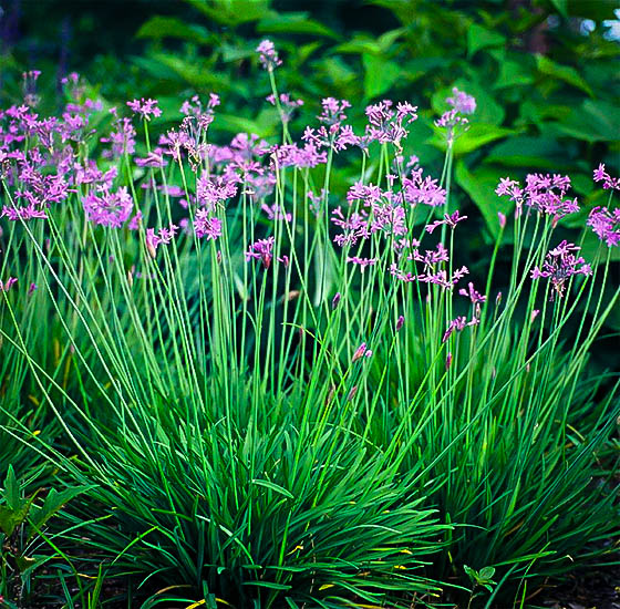Society Garlic Plants For Sale Online The Tree Center