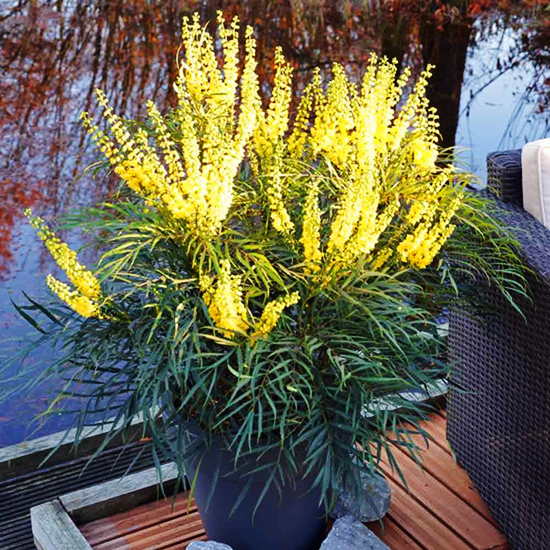 Image of Azaleas and Soft Caress Mahonia