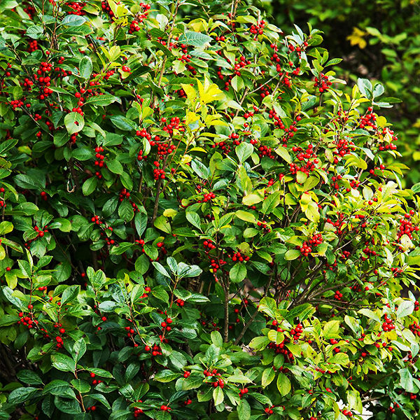 Southern gentleman winterberry holly for sale the tree center