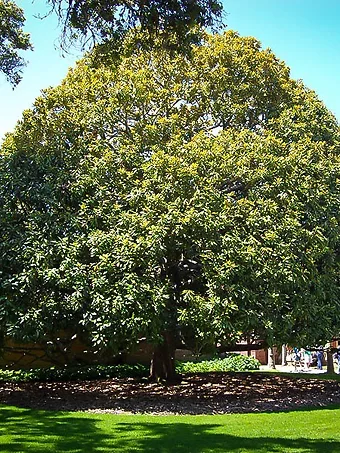 Southern Magnolia Tree