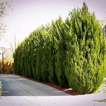 Privacy Trees