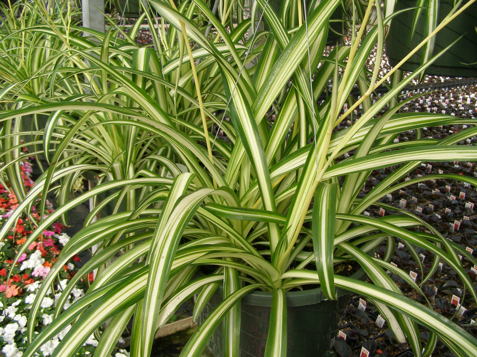 Spider Plant  The Tree Center™