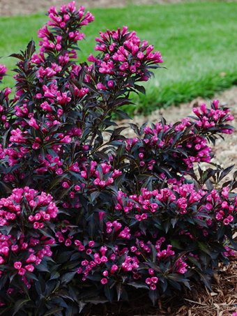 Spilled Wine® Weigela