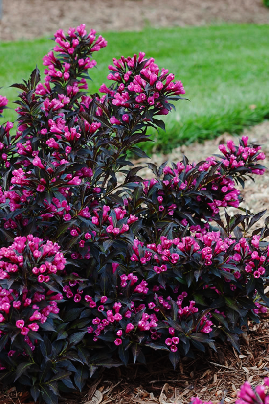 Image of Weigela purple flower bush