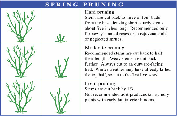How To Properly Prune Roses The Tree Center How To Properly Prune Roses The Tree Center