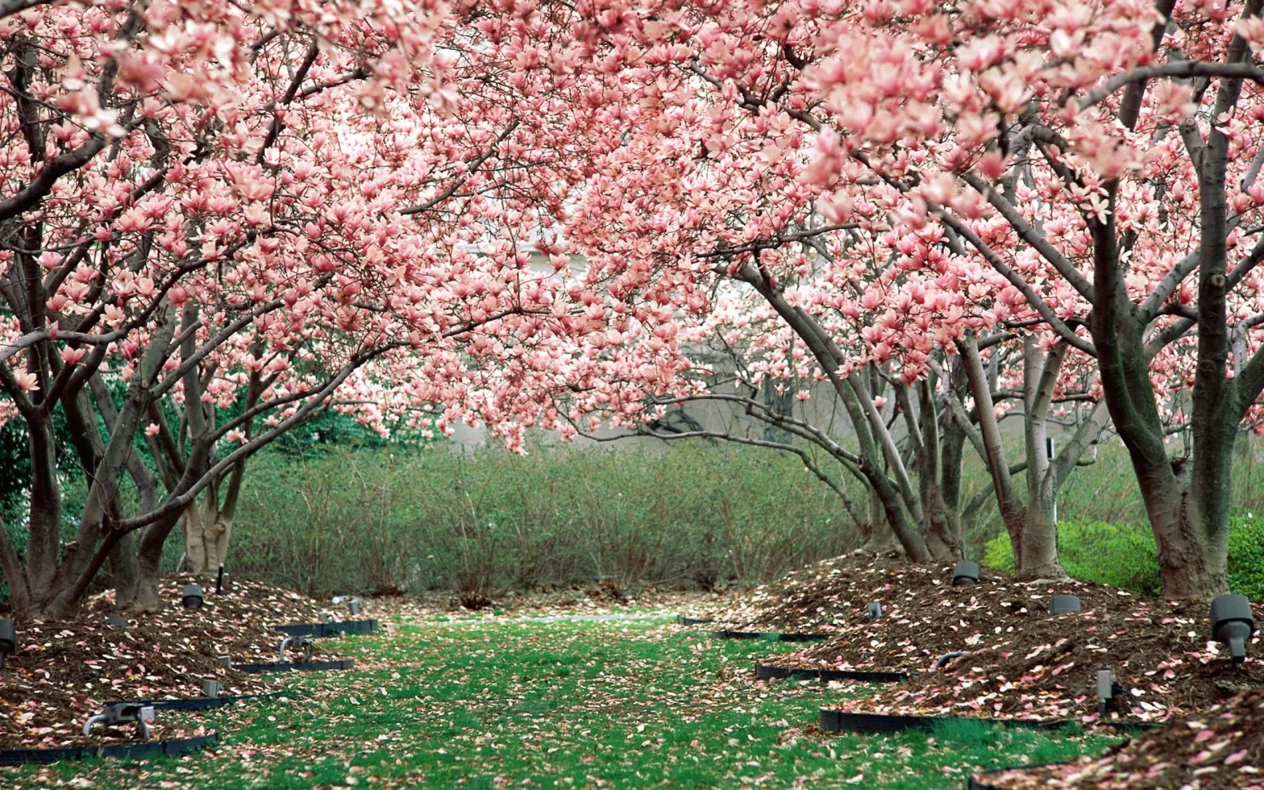 Japanese blossom