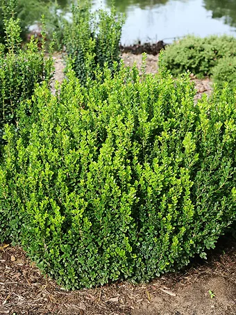 Sprinter® Boxwood