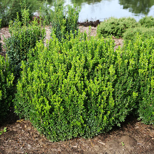 Sprinter® Boxwood For Sale Online The Tree Center