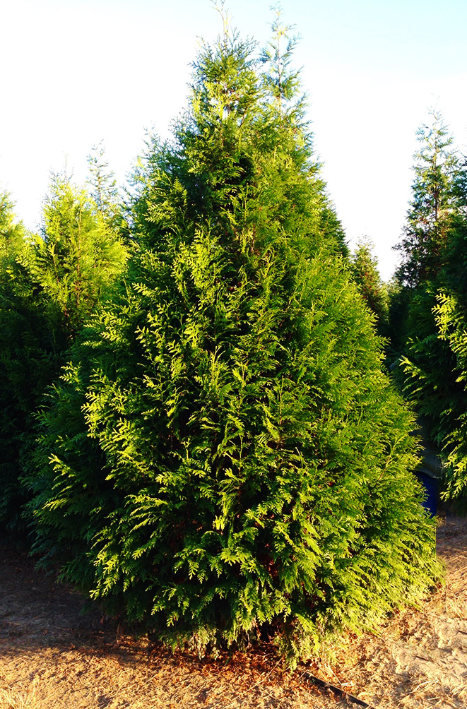Steeple Chase Tree