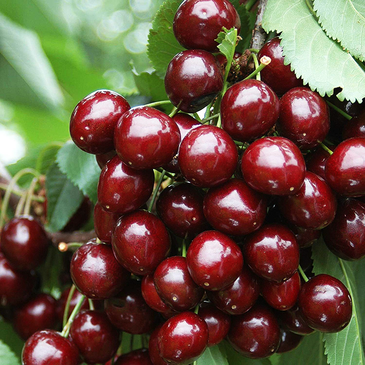 Cherry Trees: Pick Sweet Cherries Straight from the Branch - Roots
