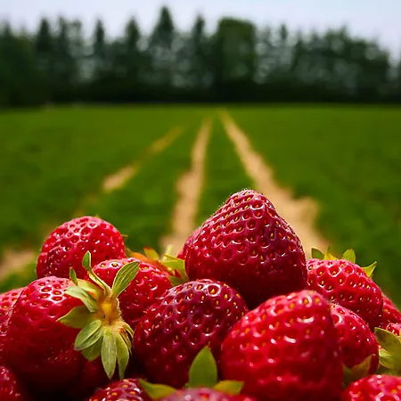 Strawberry Bushes