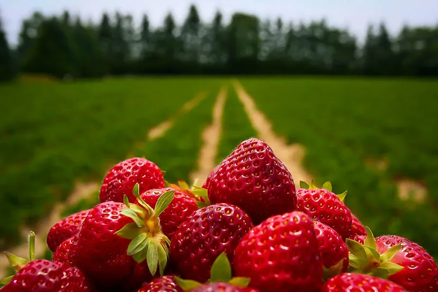 Strawberry and Freezing strawberries methods and risks