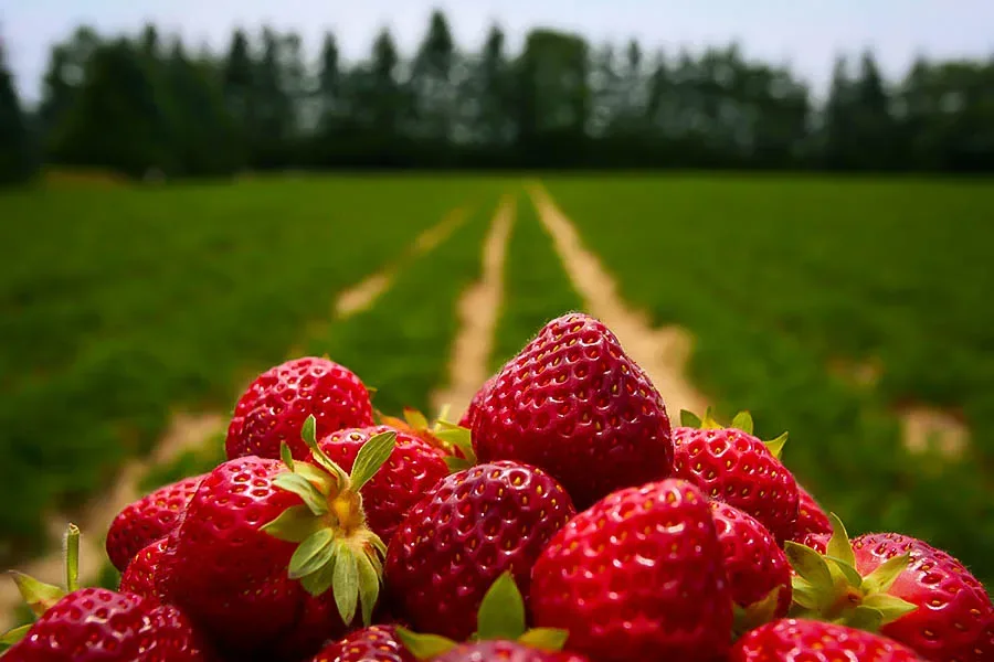 Strawberry Fields