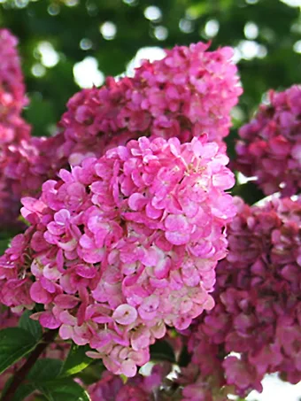 Strawberry Sundae® Hydrangea