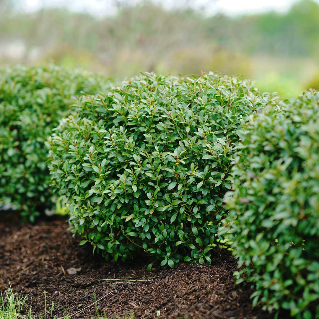 Strongbox® Inkberry Holly For Sale Online | The Tree Center