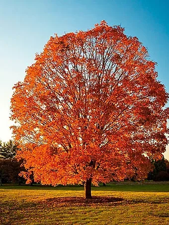 Sugar Maple