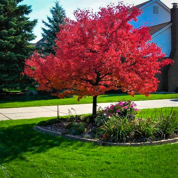 Summer Red Maple Trees For Sale The Tree Center