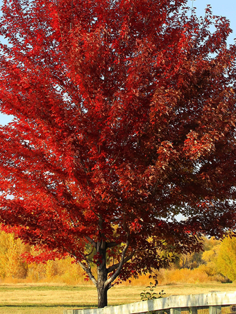 Sun Valley Red Maple