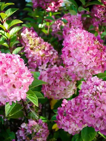 Sunday Fraise Hydrangea