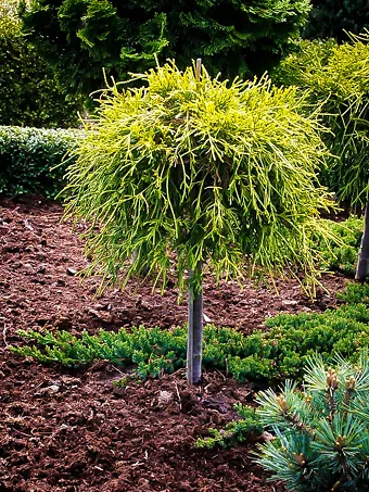 Sungold Sawara Cypress Tree Form