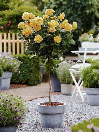 Sunny Knock Out® Rose - Tree Form
