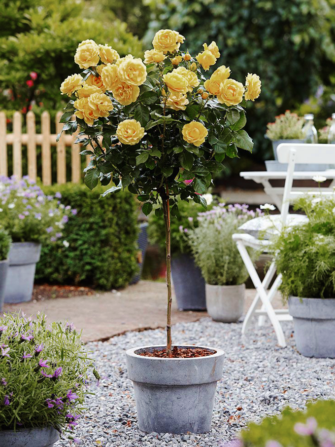 Double Knock Out Rose Trees for Sale Online The Tree Center
