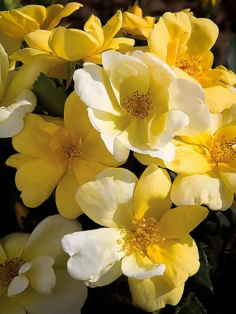 Sunny Knock Out® Rose