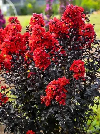 Sunset Magic Crape Myrtle