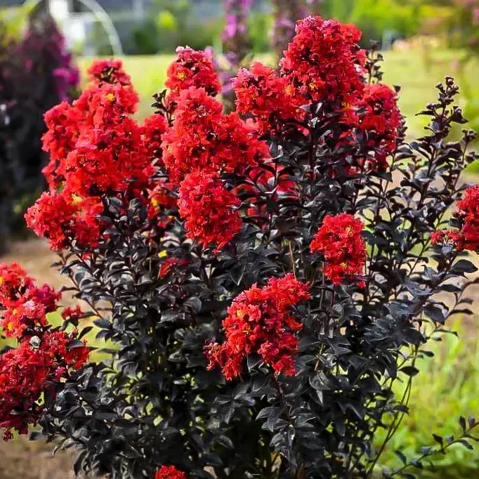Crape shop myrtle shrub