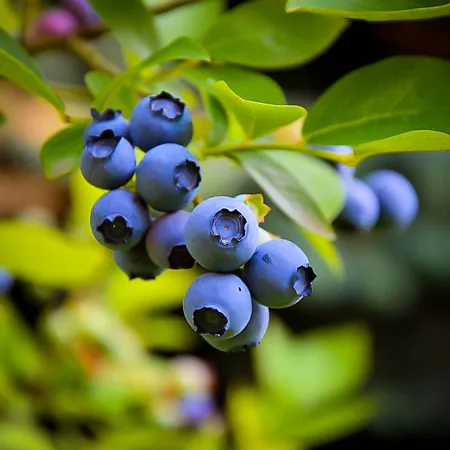 Blueberry Bushes