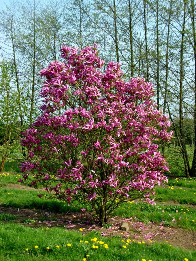 Little Gem Magnolia For Sale The Tree Center