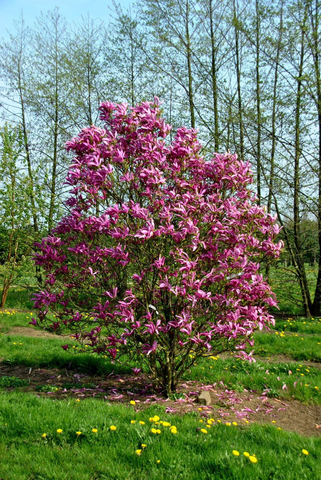 Susan Magnolia For Sale Online The Tree Center
