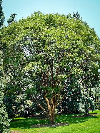 Sweetbay Magnolia Tree