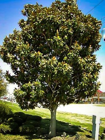 magnolia sweetbay arvore natureza arvores magnolias