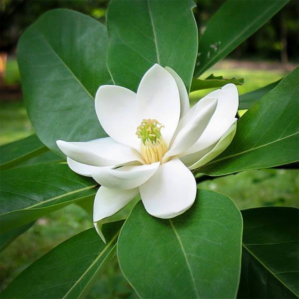 Sweetbay Magnolia Flower
