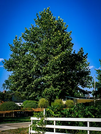 Bloodgood Sycamore Tree